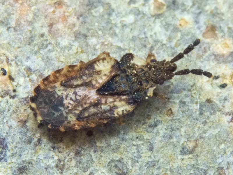 Aradus depressus (Fabricius, 1794)
